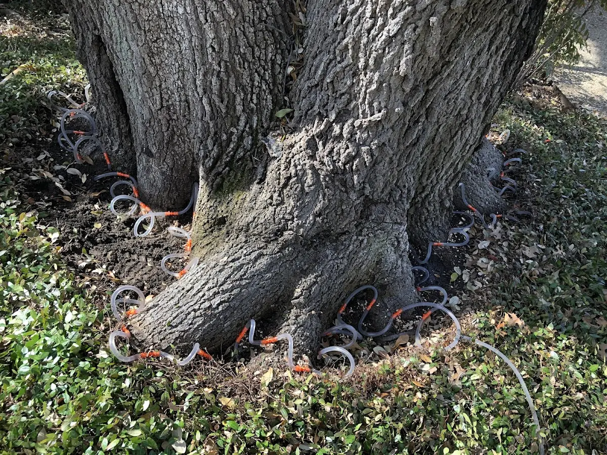 Detailed Tree Cabling and Bracing job site in Urania