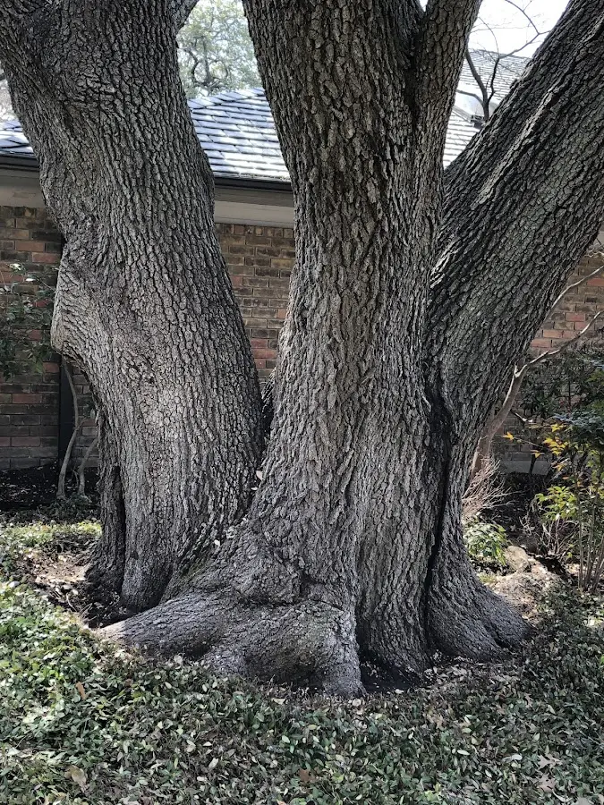 Mature heritage tree close to a Urania property cared for by certified arborists